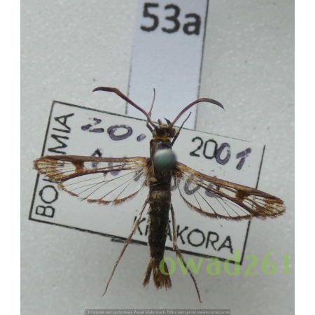 Pyropteron triannuliformis (Freyer, 1843) Czech53a